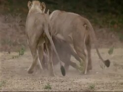 MCU Lioness and lion carrying carcass between them, stop to rest, Mana Pools, Zimbabwe Stock Footage