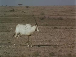 MS Arabian Oryx, Oryx leucoryx, standing in desert, side view, Jiddat al Harasis desert, Oman Stock Footage