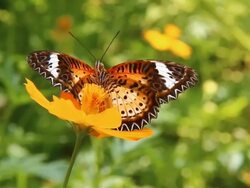 Butterfly Stock Footage