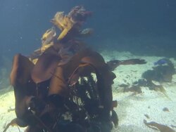 Alseund, the aquarium, water plants Stock Footage