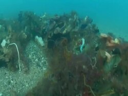 MS POV Under water traveling on sea garbage plastics / Mediterranean, Lebanon Stock Footage