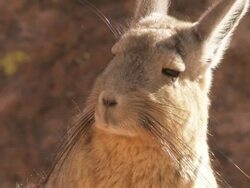 ECU Shot of Viscacha, Lagidium viscacia in high Andes mountains / San Pedro de Atacama, Norte Grande, Chile Stock Footage