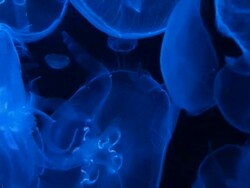 Jellyfish in an aquarium Stock Footage