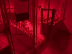 Medium hand-held-Red fluorescent lights glow in a turkey barn. / Blomkest, Minnesota, USA Stock Footage