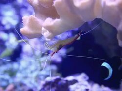 Shrimp Stock Footage