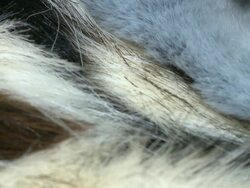 View of the fur for making clothes Stock Footage