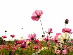 Cosmos flower field Stock Footage