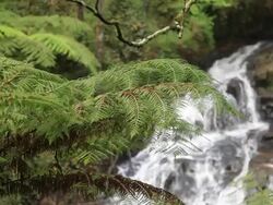 Tree fern and waterfall. Stock Footage