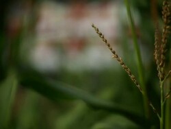 Views Of British Farming Stock Footage