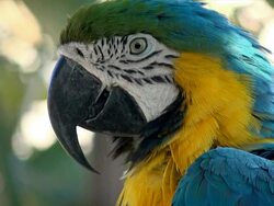 Parrot Macaw Stock Footage
