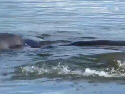 Closeup of Young Manatees Playing in the Water Stock Footage