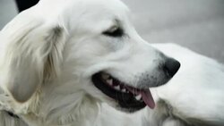 Labrador Retriever playing Stock Footage