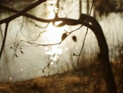 Branch HD1080, NTSC, PAL Stock Footage