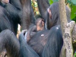 MS Chimpanzee mother lying in tree hugging 6 week old baby, lifts baby and dangles it above her body Stock Footage
