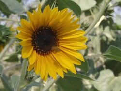 Sunflower With Bee Flying Away Stock Footage