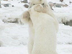MS SLO MO Two polar bears playing and fighting / Churchill, Manitoba, Canada Stock Footage