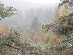 First snow in fall. Stock Footage