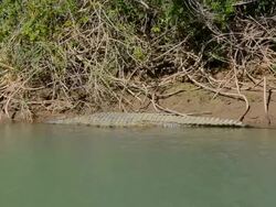 MS Shot of African crocodile relaxing on river shore border / Kunene River, Namibia, South Africa Stock Footage