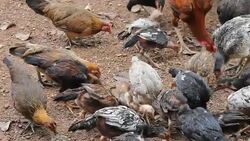 Chickens Eating Grains Stock Footage