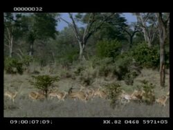 High speed - Herd of Impala (Aepyceros melampus) running through frame Stock Footage