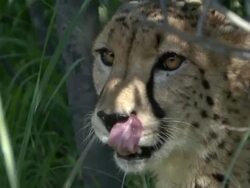 Cheetah Stock Footage