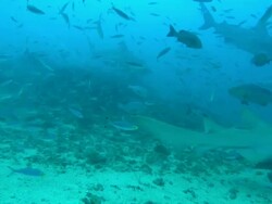 Grey reef sharks, Carcharhinus amblyrhynchos, nurse shark, underwater, Fiji, South Pacific  Stock Footage