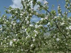 MS PAN View of blooming apple trees / Kirf, Rhineland-Palatinate, Germany Stock Footage