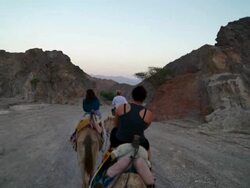 Riding Camels in the Dessert Stock Footage