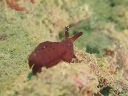 Sea Hare (Sea Slug), Taiwan, undersea, marine life Stock Footage