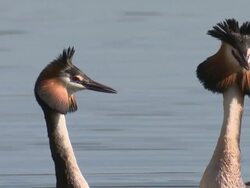 Great Crested Grebe courtship dance ritual 'weed dance' - head shaking, close up neck and heads Stock Footage