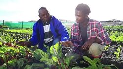 Senior African mentor discusses crops with young apprentice organic farmers Stock Footage