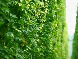 HD Hop garden tilt up (selective focus) Stock Footage