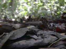 Dead leaf mantis walking over deaf leaf litter Stock Footage