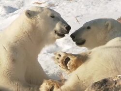 CU SLO MO Two Polar bears playing and fighting with each other  / Churchill, Manitoba, Canada Stock Footage
