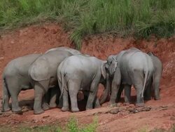Elephant. Stock Footage
