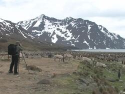 WS, Man photographing king penguins (Aptenodytes patagonicus) and reindeer (Rangifer tarandus) herd, bay and mountains in background, South Georgia Island, Falkland Islands, British overseas territory Stock Footage
