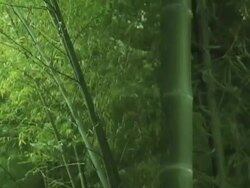 Fresh Asian Bamboo Stock Footage