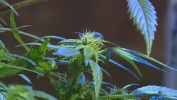 VOICED : Uruguay, casi listo para producir marihuana legal News Clip