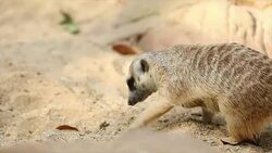 Meerkat animal. Stock Footage