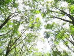 forest Stock Footage