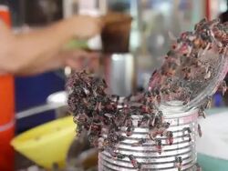 Bees at the cafe. Stock Footage