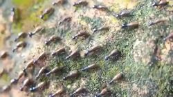 Termites Stock Footage