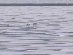 Polar Bear and her cubs in the Arctic News Clip