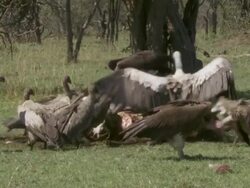  MS Vultures eating dead animal / Tanzania Stock Footage