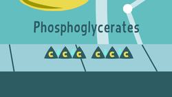 TED-ED: Nature's smallest factory: The Calvin cycle - Cathy Symington Instructional Video