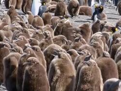 MS View of King Penguin chicks /  South Georgia Island , Sub-Antarctic Region , British Territory, Antarctica  Stock Footage
