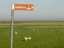 WS View of sign and sheep's grassing near Westerhever lighthouse, North Frisian Wadden Sea / Westerhever, Schleswig Holstein, Germany Stock Footage
