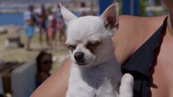 It's a dog's life on Croatia's new pooch beach News Clip