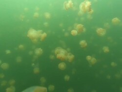 Jellyfish Lake, Moon Jelly, Mestigia, Palau, South Pacific  Stock Footage