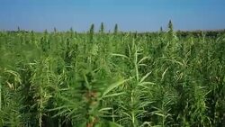 Marijuana, hemp field Stock Footage